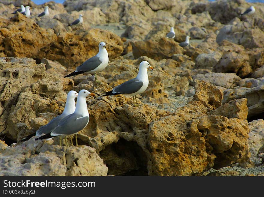 Seagulls on craggy rocks stretching off into the distance on Antelope Island near Syracuse, Utah.