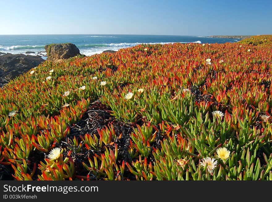 Springtime coastal meadow