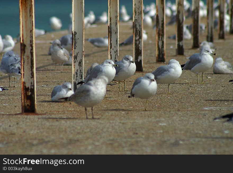 Seagulls on urban pier