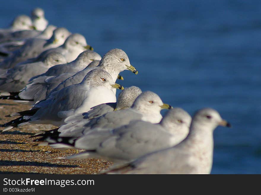 Seagulls on pier