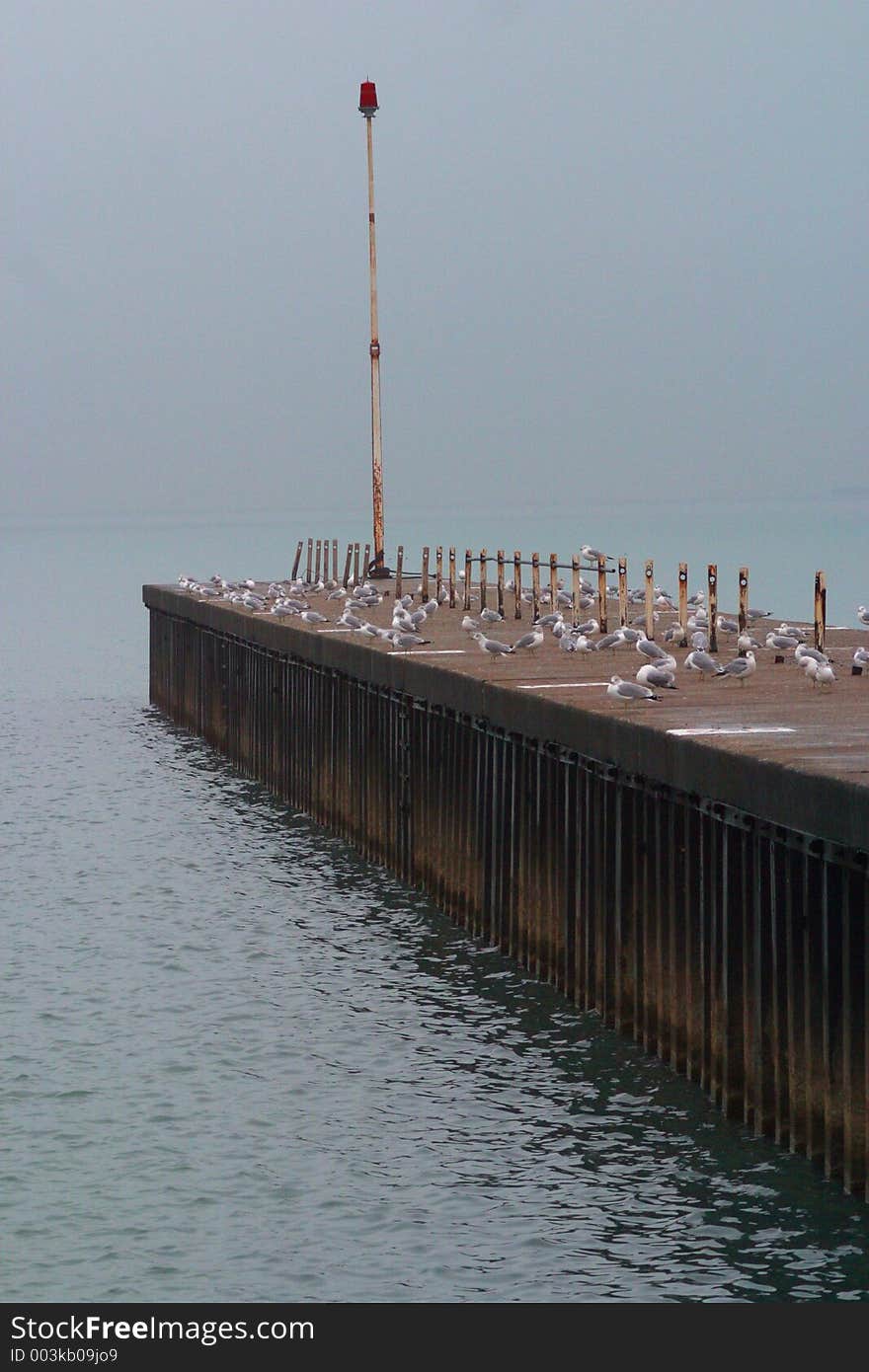 City seagulls on a rainy pier on a cloudy day in Chicago near Lake Michigan. City seagulls on a rainy pier on a cloudy day in Chicago near Lake Michigan.