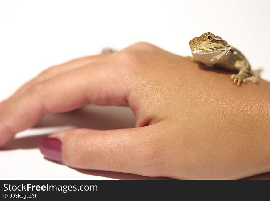 Baby Bearded Dragon