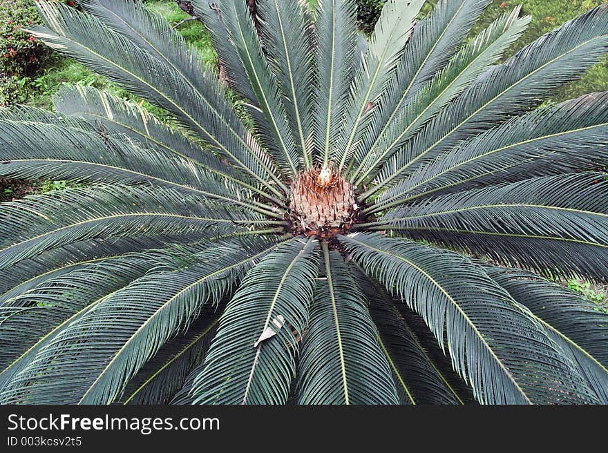 Feather palm tree