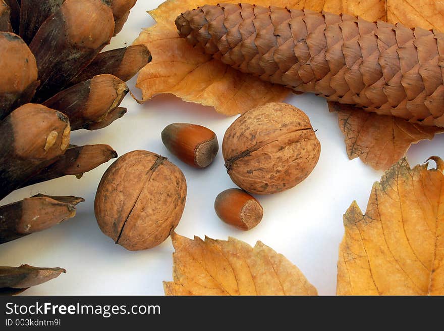 Leaf, cones, acorn, walnuts. Leaf, cones, acorn, walnuts