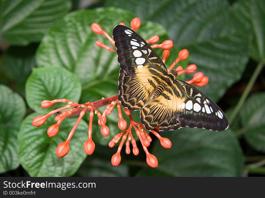 A Brown Clipper butterfly (Parthenos sylvia) on red flower buds