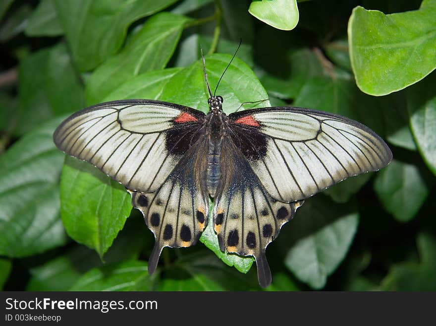 The Great Mormon Butterfly