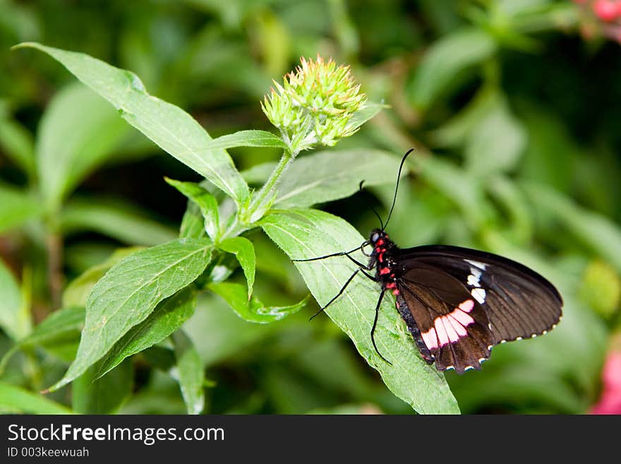 Scarlet swallowtail Butterfly