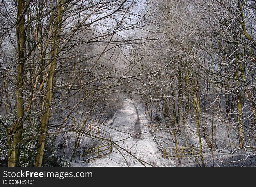 Winter Woodland