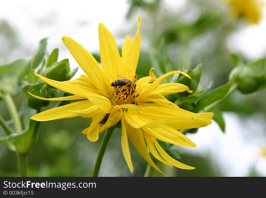 Bee on yellow flower