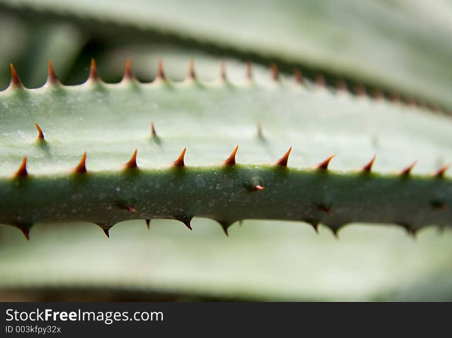 Macro image of red cactus thorns.