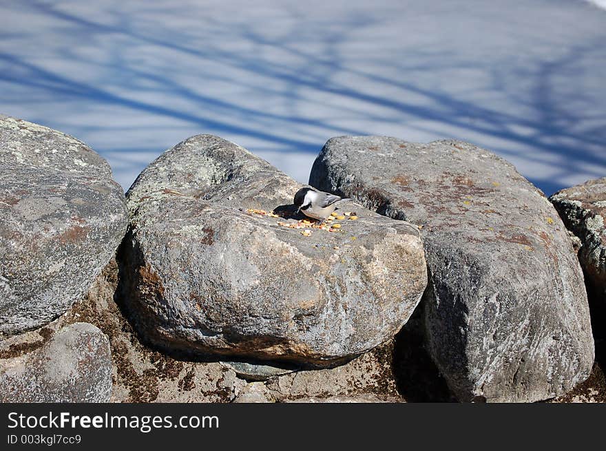 Chickadee