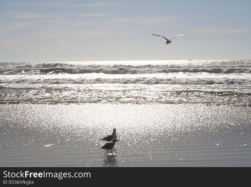 Seagulls in the surf