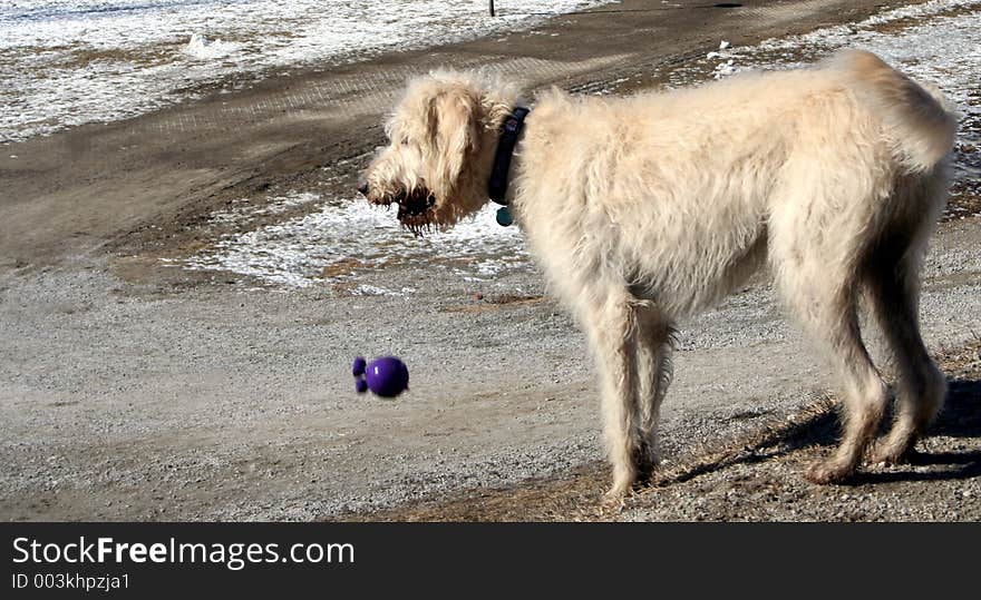 A large white dog dropping its dog toy