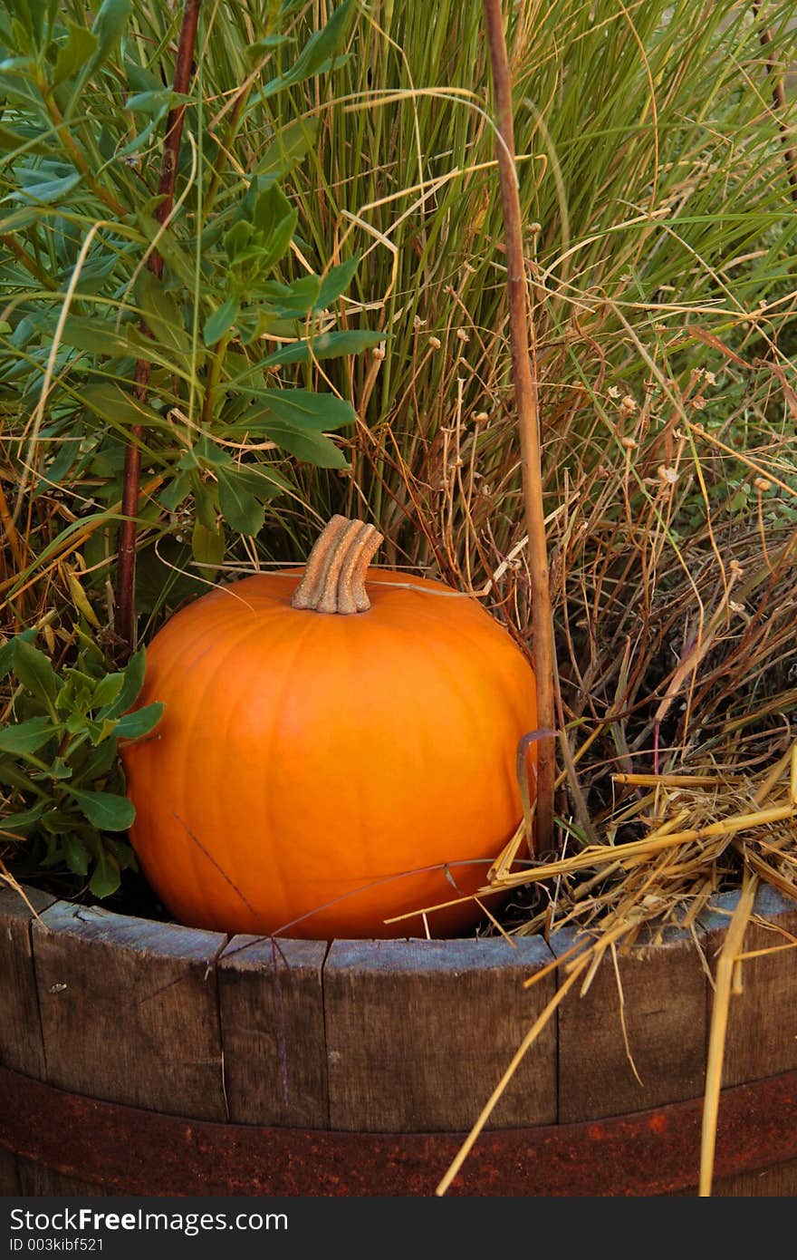 Pumpkin in a half barrel pot surrounded by greenery. Pumpkin in a half barrel pot surrounded by greenery.