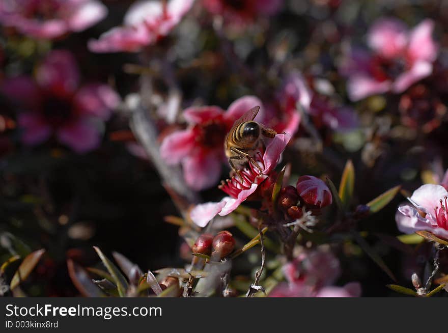 Macro of Bee on Pink Flower from Behind