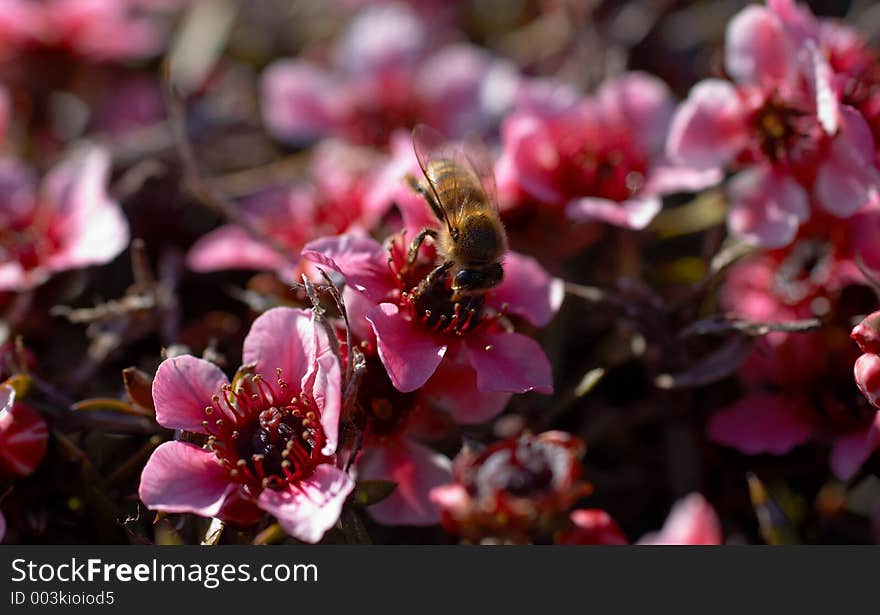 A macro shot of a bee pollenating a wild pink flower shrub. A macro shot of a bee pollenating a wild pink flower shrub.