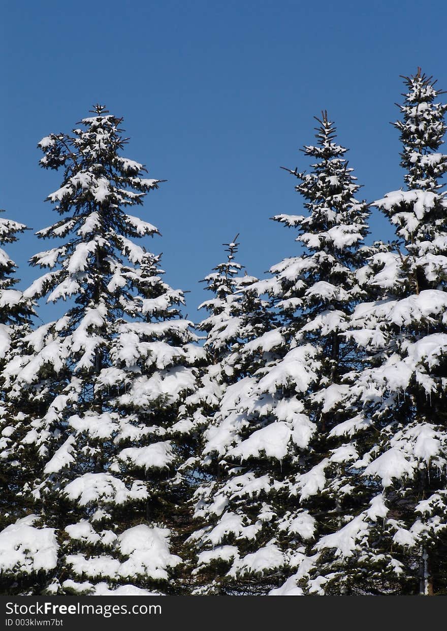 some firs on a bright winterday. some firs on a bright winterday