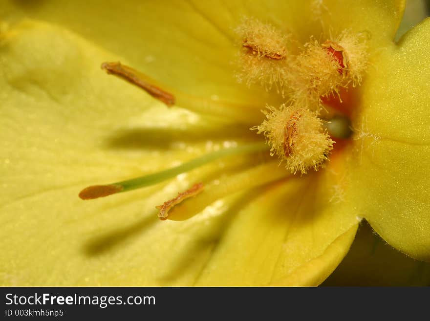 Closeup of a yellow flower. Closeup of a yellow flower