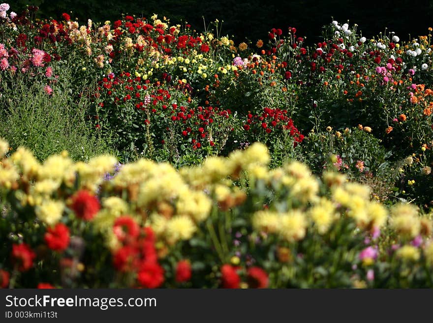 Colorful flowers in a garden, Poland