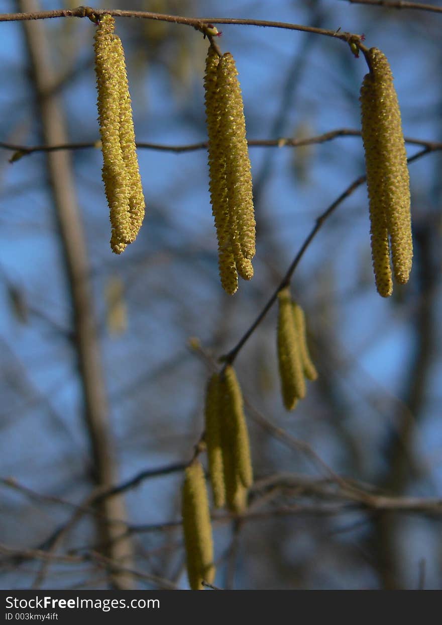 Yellow sprouts on blue sky