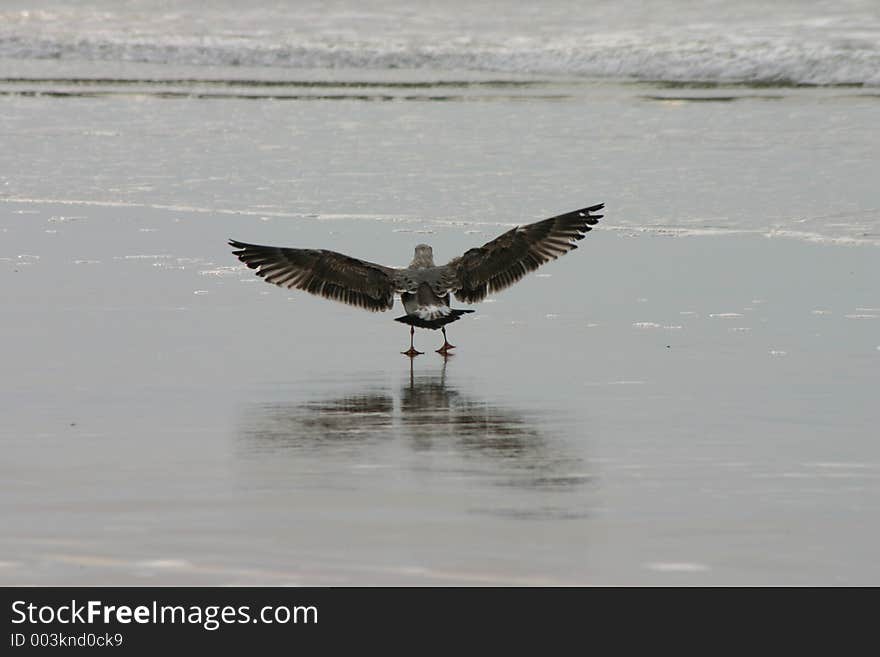 See gull