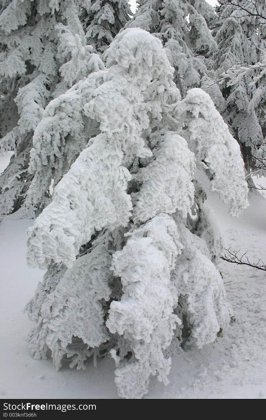 Tree in snow