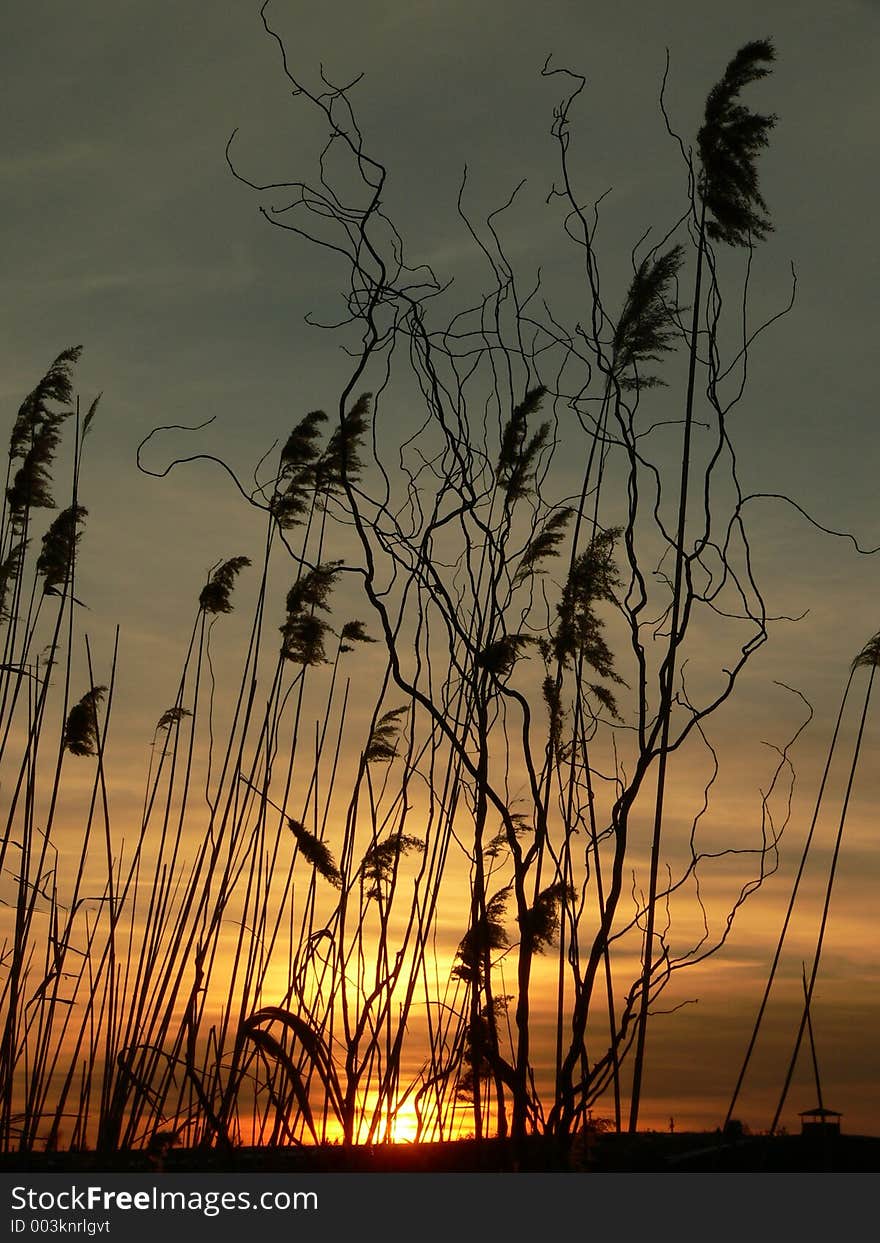 Sunset behind the reed on a lake near Bucharest