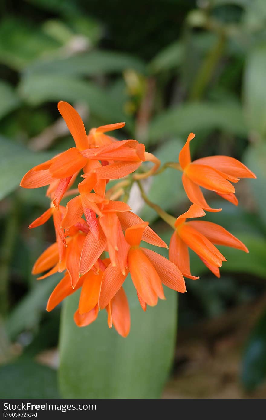 Orange flower