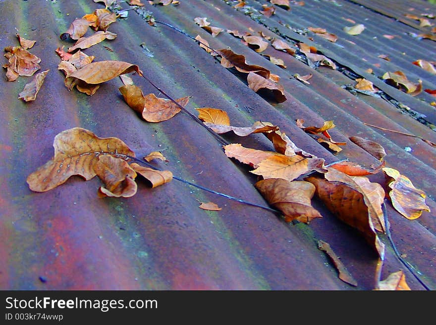 Leaves On Corroded Roof