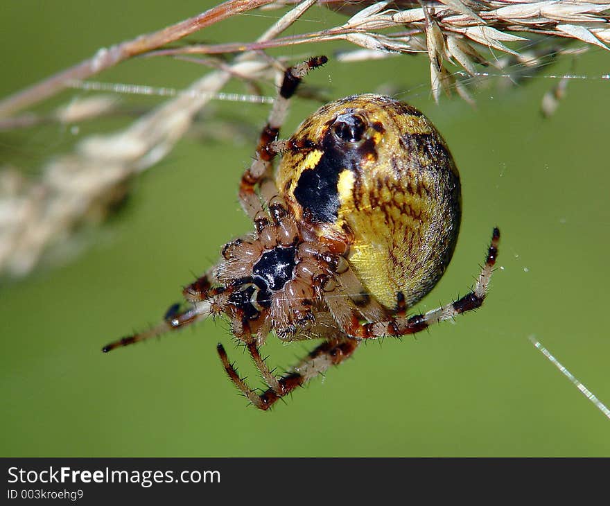 Spider Of Family Argiopidae.