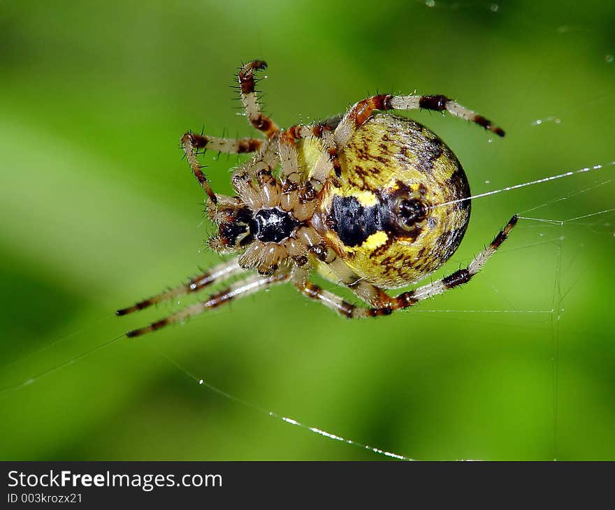 Spider of family Argiopidae.