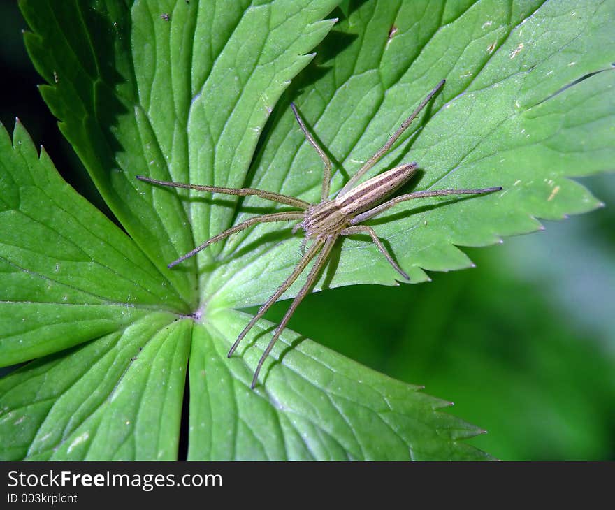 Spiders of family Philodromidae do not do ловчих networks. Food extract hunting from an ambush. The photo is made in Moscow areas (Russia). Original date/time: 2004:06:24 09:45:34. Spiders of family Philodromidae do not do ловчих networks. Food extract hunting from an ambush. The photo is made in Moscow areas (Russia). Original date/time: 2004:06:24 09:45:34