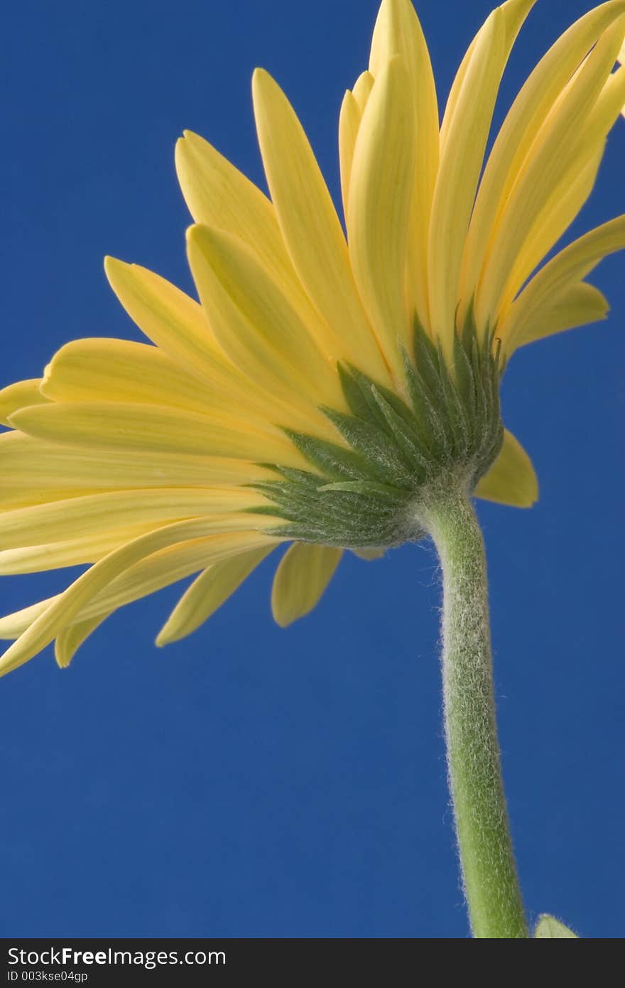 Posterior part of gerbera. Posterior part of gerbera