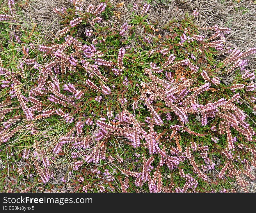 Heather growing on the island of St Mary, Scilly Isles