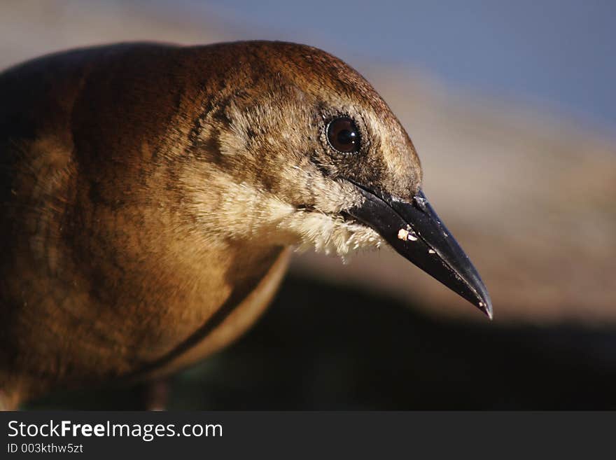 Florida, female grackle. Florida, female grackle