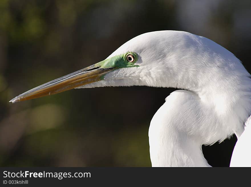 Egret/ Florida