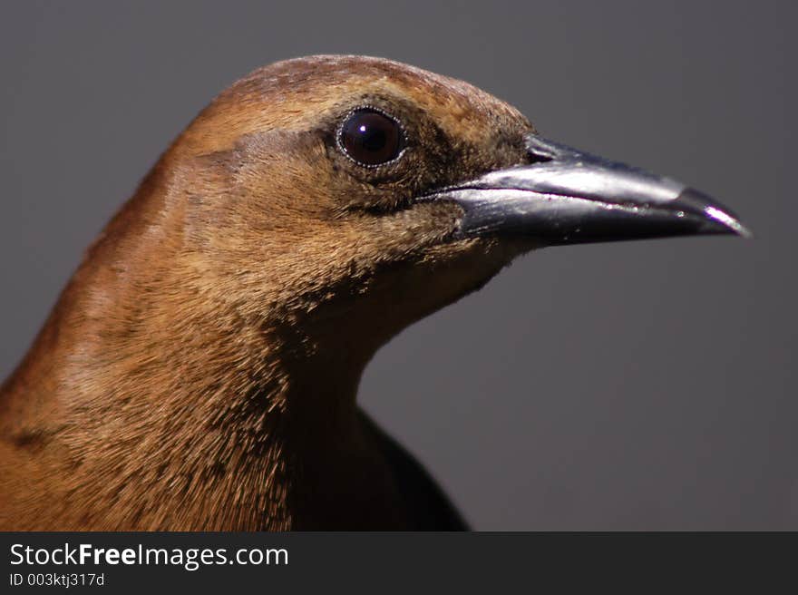 Female, common grackle