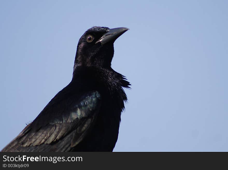 Male, grackle, florida. Male, grackle, florida