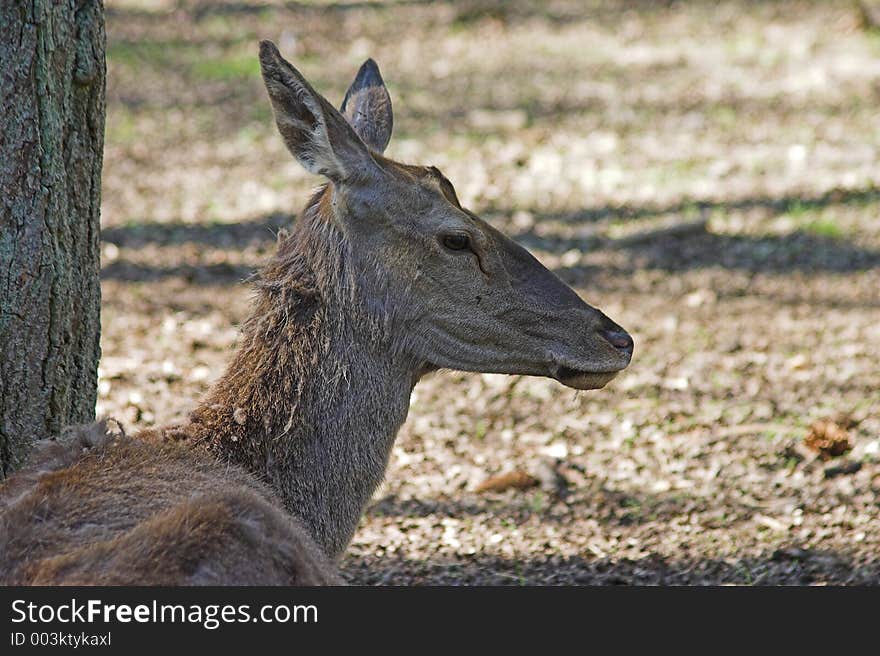 Deer, Bialowieza, Poland