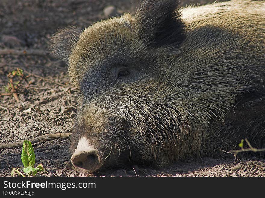 Wild boar, Bialowieza, Poland