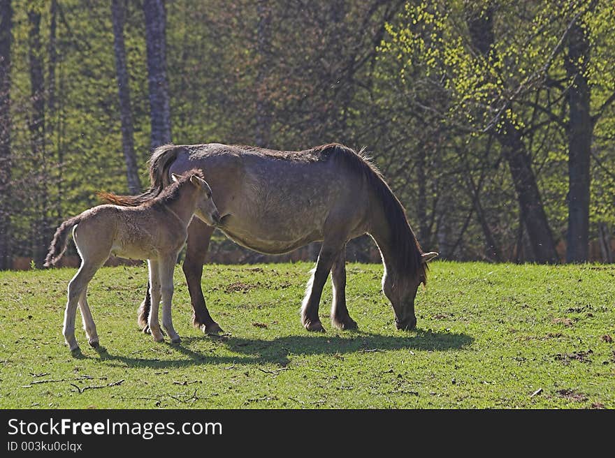 Horses