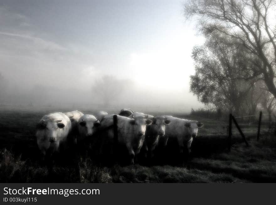 Cows in the morning. Cows in the morning