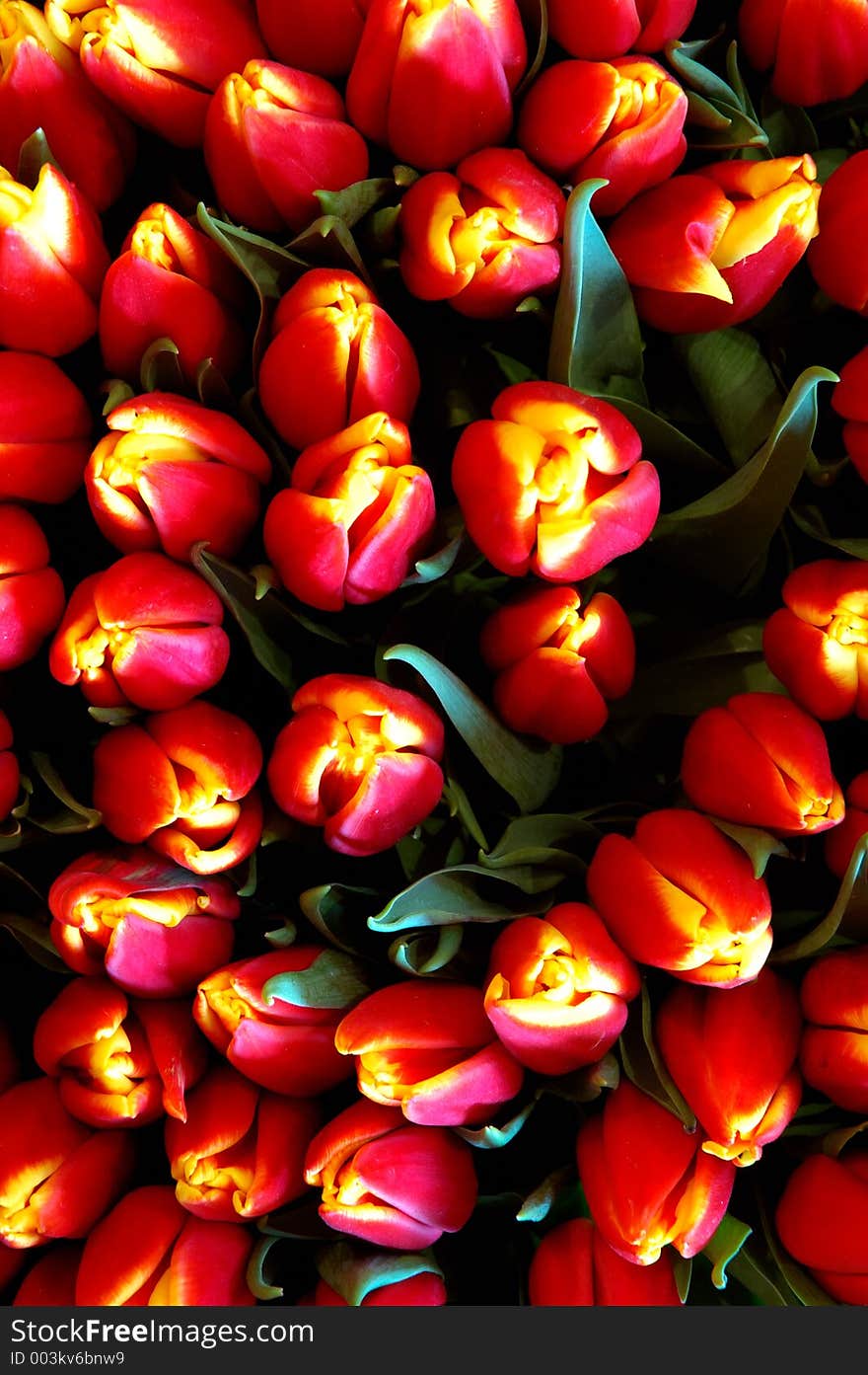 Flowers' buds. Flowers' buds