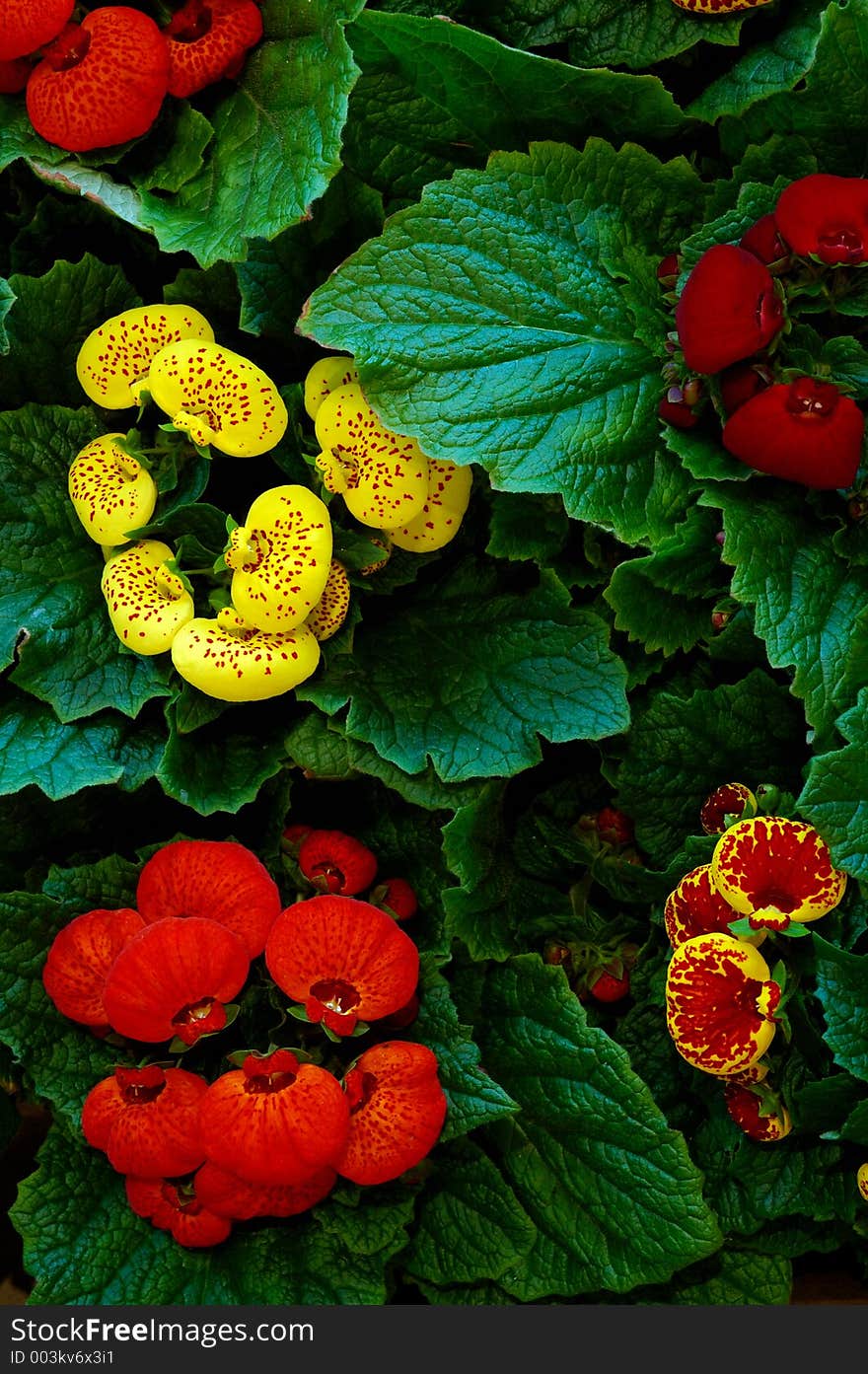 Flowers' buds