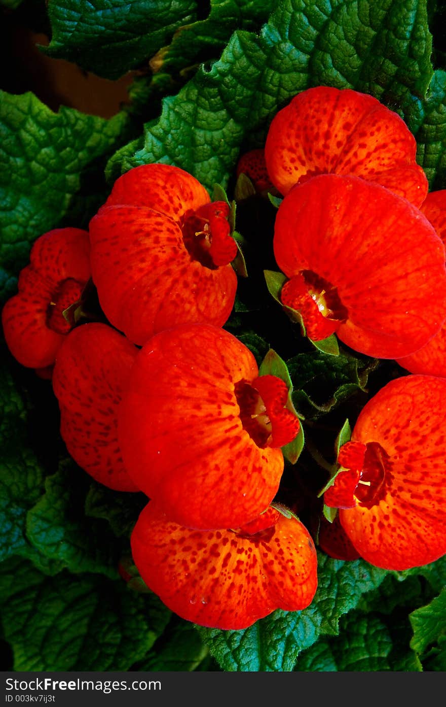 Flowers' buds