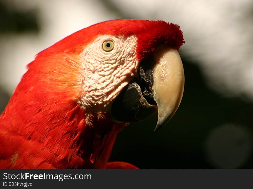 Red Macaw in Costa Rica