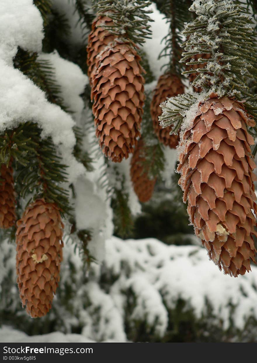 Fir cones