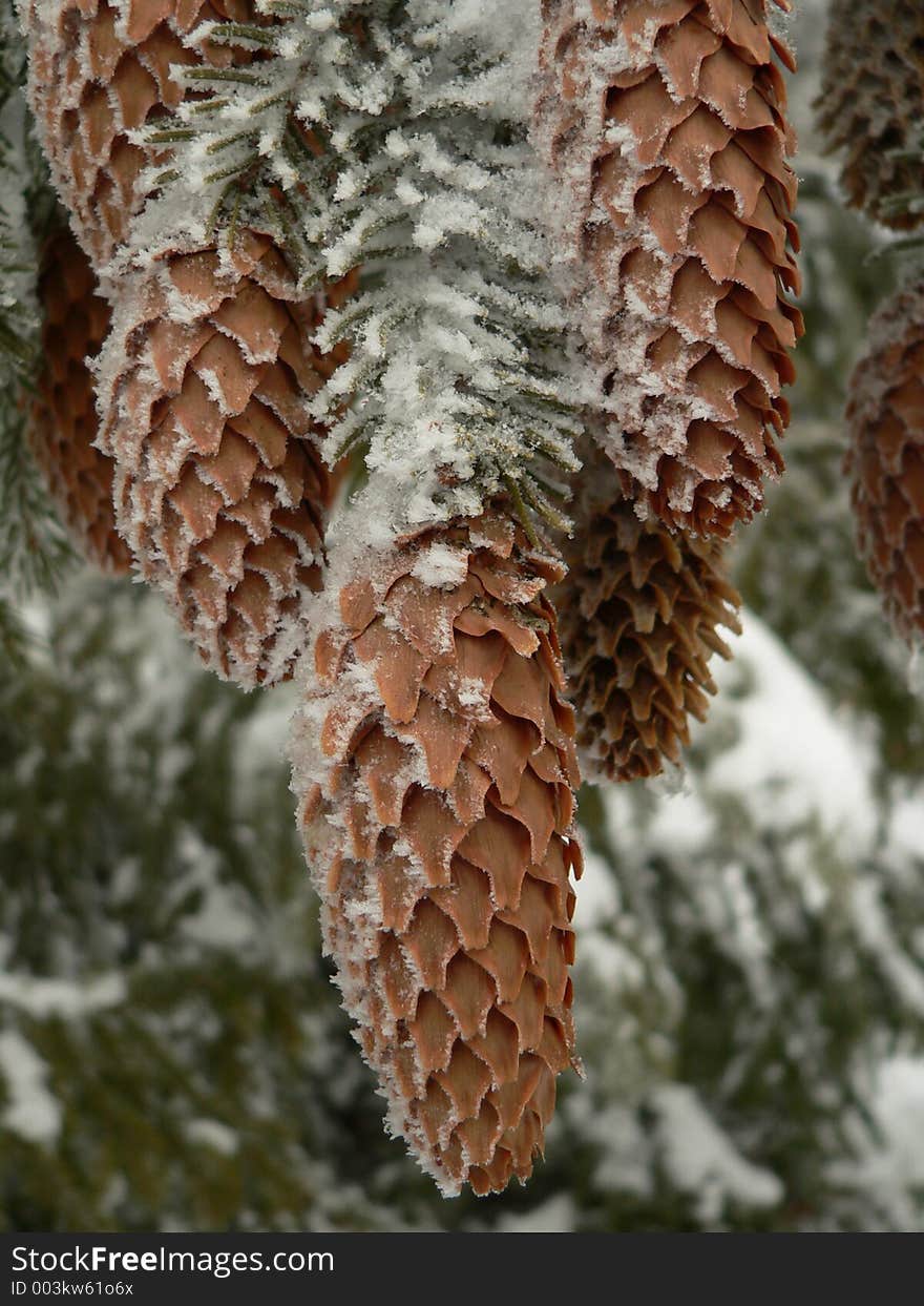 Fir cone