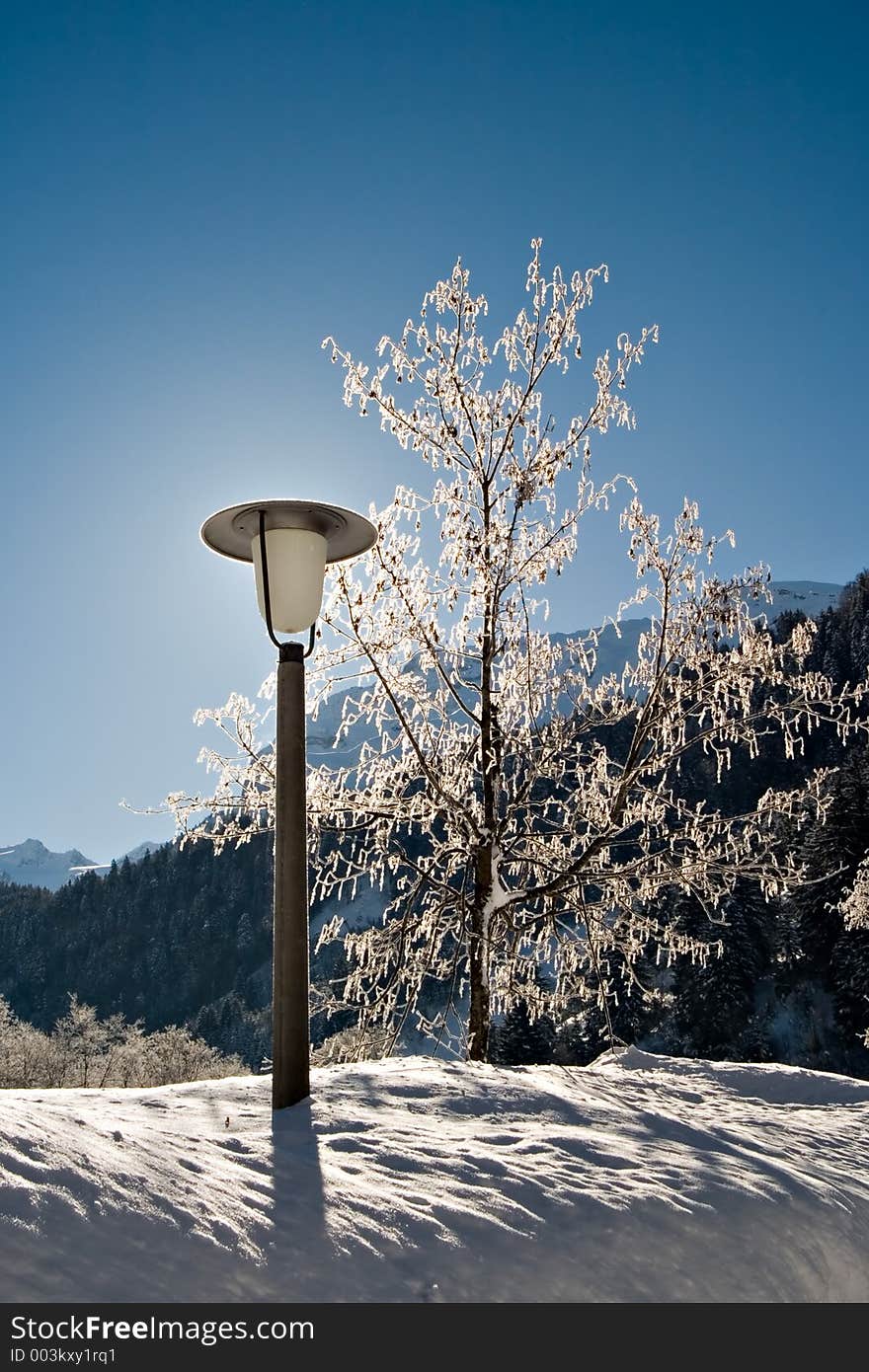 Lamp Post and Tree