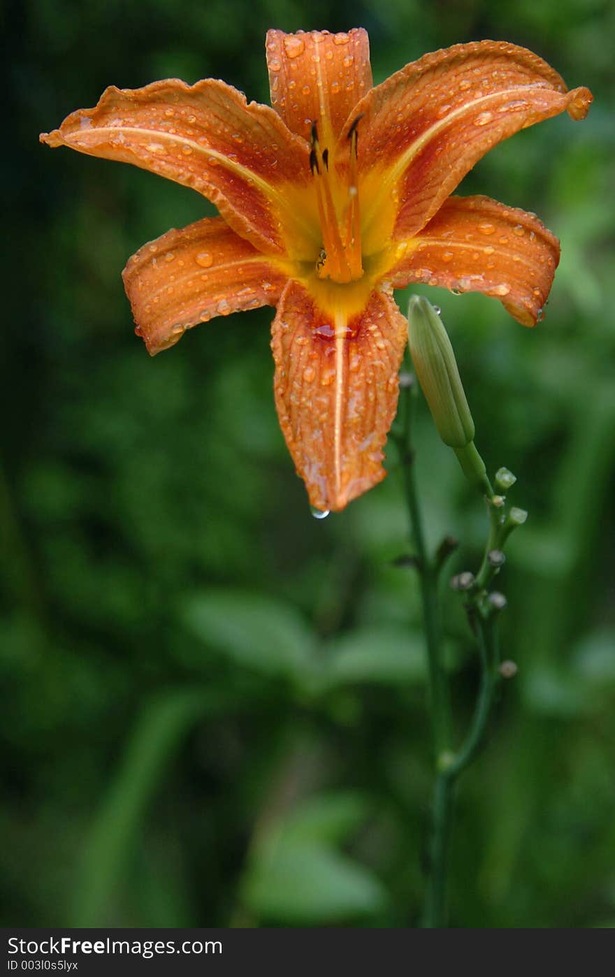 Orange day lilly with rain drops. Orange day lilly with rain drops